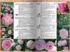 Katalog róż 